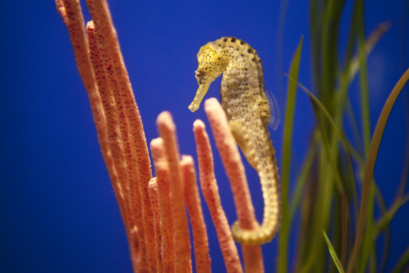 Yellow Seahorse with Black Spots near Long, Pink Plants