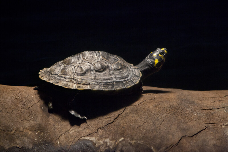 Yellow-Spotted Amazon River Turtle
