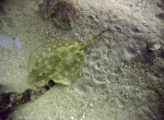 Yellow Stingray Swimming