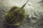 Yellow Stingray