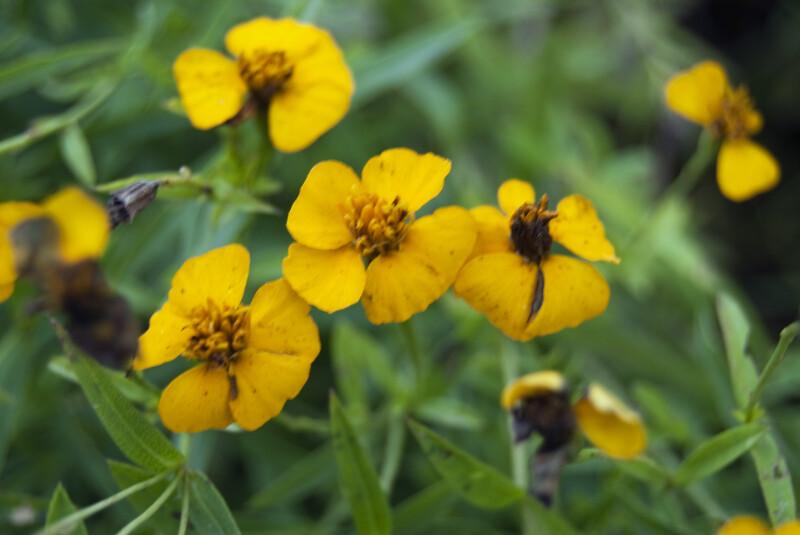 Yellow Tarragon Flowers
