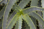 Yellow Thorned Aloe
