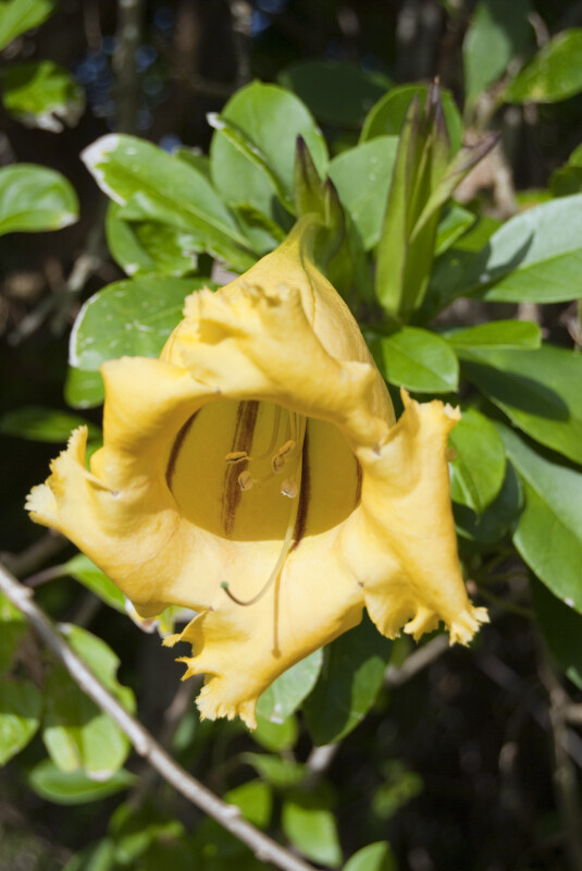 Yellow, Tubular Flower