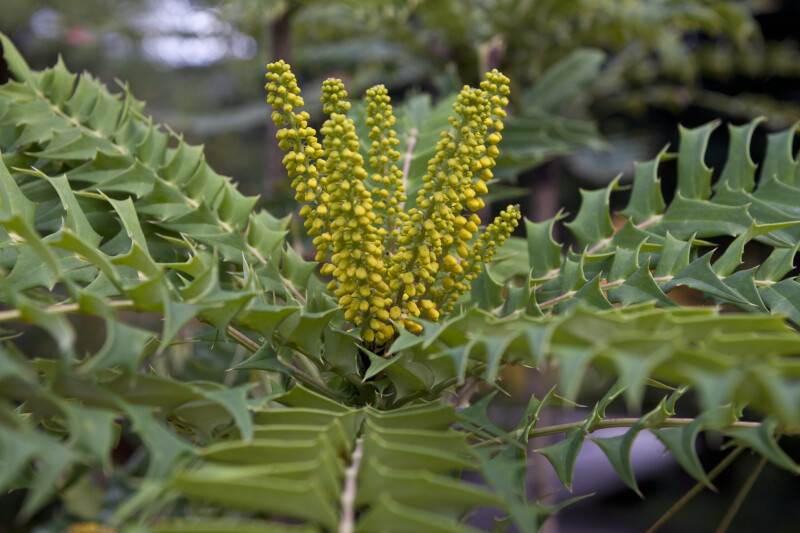 Yellow, Upright Burmese Mahonia Flowers