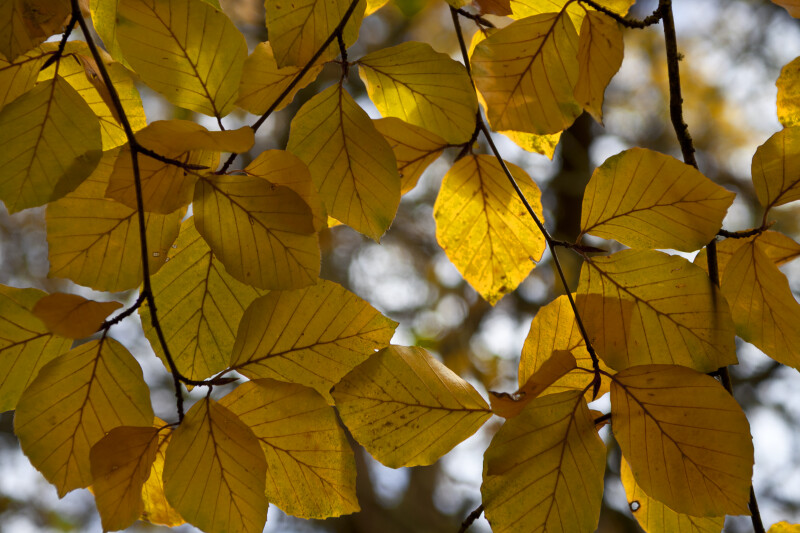 Yellow, Veiny Leaves of a Copper Beech