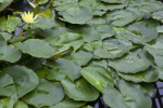 Yellow Water Lily