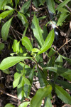 Yellowroot Leaves