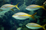 Yellowtail Snapper School