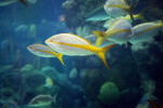 Yellowtail Snapper