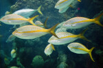 Yellowtailed Snappers