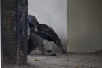 Young Anteater Napping on its Mother's Back