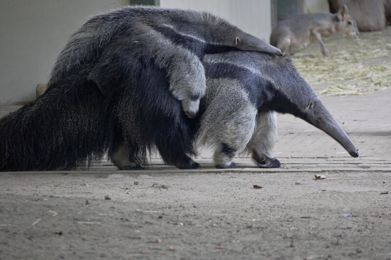 Young Anteater Riding on Back of its Mother