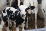 Young Holstein Cow at the Florida State Fairgrounds