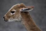 Young Llama Close-Up
