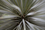 Yucca Rostrata Fronds