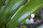 Zamia splendens Leaves