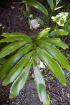 Zamia splendens