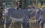 Zebra by Fence