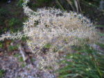 Zebra Grass