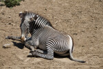Zebra in Dirt