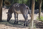 Zebra in Shade