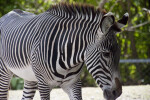 Zebra in Shade