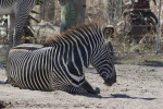 Zebra Laying Down