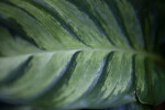 Zebra Leaves