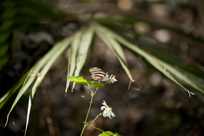 Zebra Longwing on Flower