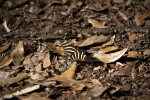 Zebra Longwing on Ground