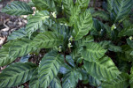 Zebra Plant Leaves