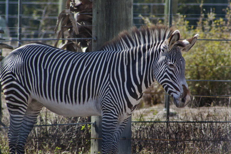 Zebra Standing