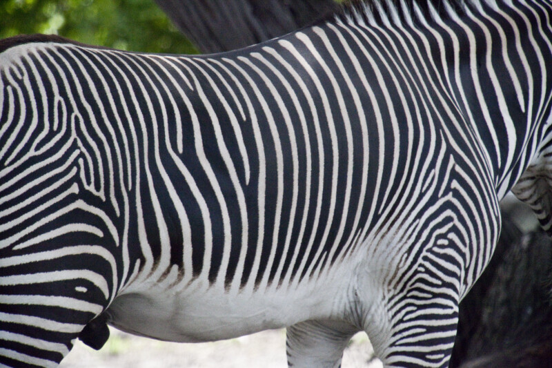 Zebra Stripes Laderod