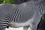 Zebra Stripes