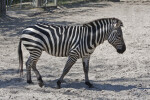 Zebra Walking