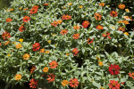 Zinnia Bush