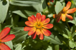 Zinnia Flower