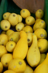 Zucchini at the Tampa Bay Farmers Market