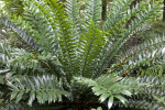 Zululand Cycad at the Kanapaha Botanical Gardens