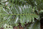 Zululand Cycad Branch with Rigid, Spined Leaves