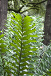 Zululand Cycad Branch