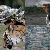 Florida Zoos, Aquariums, & Aviaries