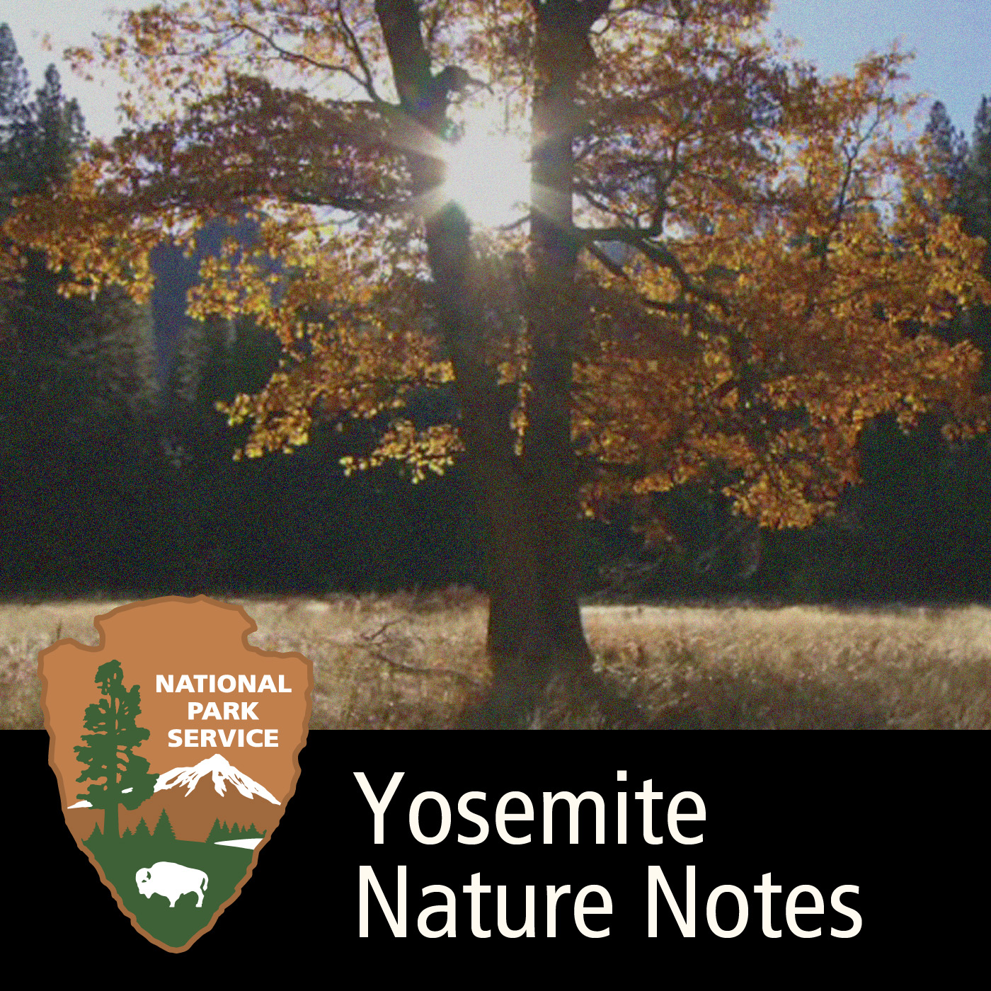 Yosemite Nature Notes Podcast artwork