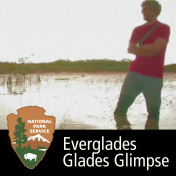 Everglades - Glades Glimpse