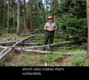Science Behind the Scenes: The Mountain Pine Beetle-Captioned Version
