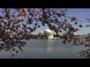 Cherry Blossoms: Washington D.C., 2009