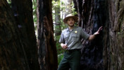 Redwood Reproduction