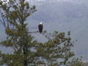 What's the Best Season to Visit Yellowstone?