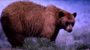 Black Bear or Grizzly? - Bonus Feature