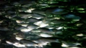Hundreds of Small Fish Swimming in Circles in a Tank